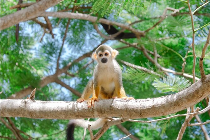 Monkey House VIP Experience with 4 species of monkeys, Punta Cana - The Four Species: What You’ll Notice Beyond Cute Faces