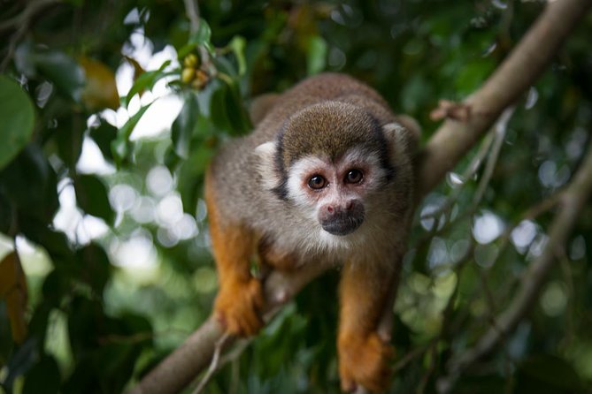Monkeyland and Plantation Safari Tour from Punta Cana - Key Things to Know Before You Go