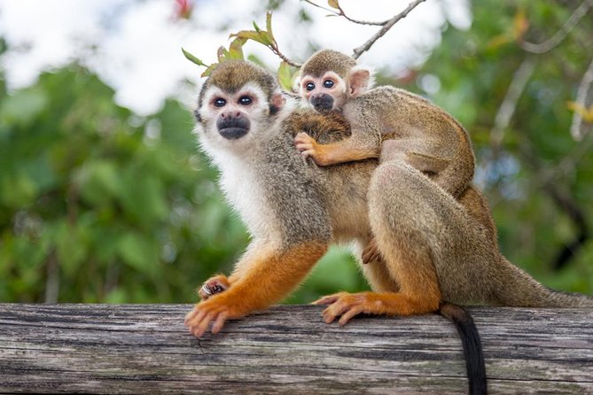 Monkeyland and Plantation Safari Tour from Punta Cana - How This Punta Cana Monkeyland Day Really Works