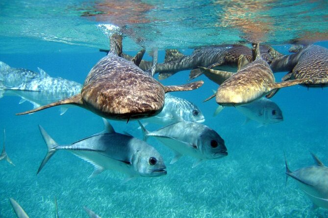 Pirates of the Caribbean Cruise- Snorkel, Sharks & Stingrays - Onboard the Pirate Ship: What the Afternoon Looks Like