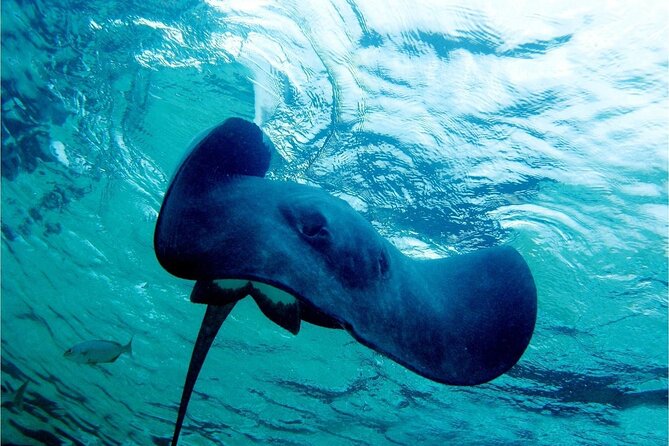 Pirates of the Caribbean Cruise- Snorkel, Sharks & Stingrays - Shark Island Treasure Hunt: Where the Fun Turns Physical