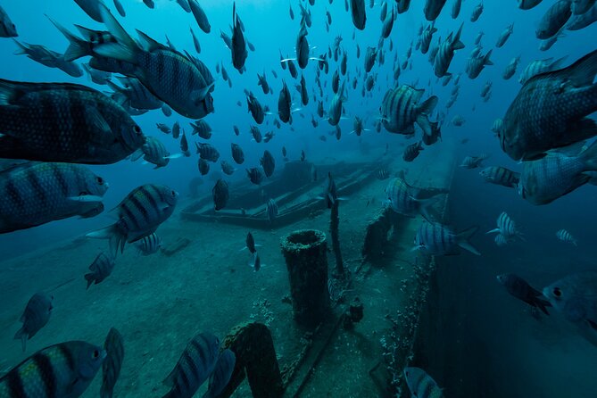 Private Bayahibe 3 Tank Diving with Lunch from Punta Cana - Punta Cana to Bayahibe: the ride is part of the trade-off