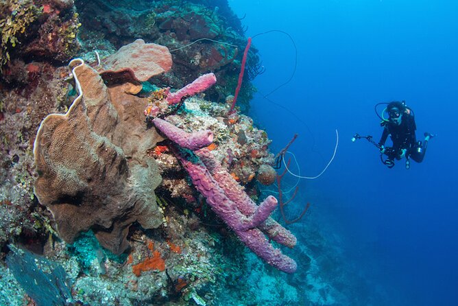 Private Bayahibe 3 Tank Diving with Lunch from Punta Cana - The boat day feel: snacks, drinks, and staying comfortable