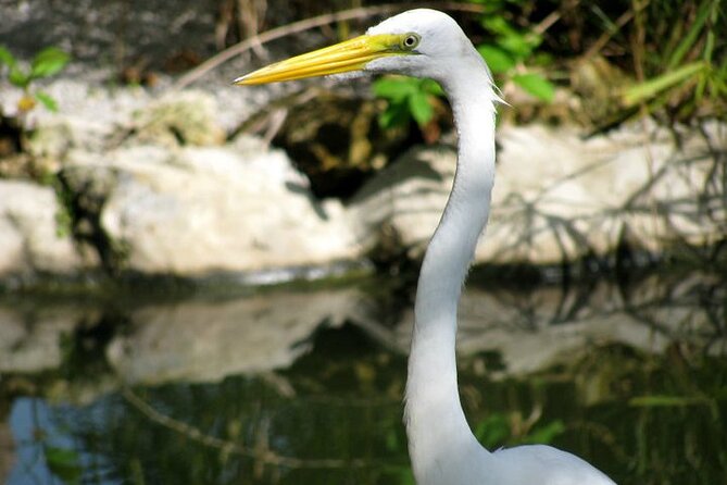 Private Boat Nature Tour of Limón Beach and Lagoon - Getting there from Punta Cana: pickup and a 7-hour flow