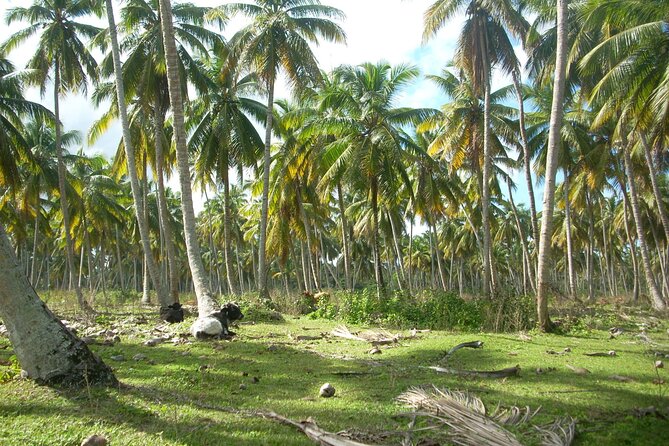 Private Boat Nature Tour of Limón Beach and Lagoon - Price and value: what $290 per person includes (and what it doesn’t)