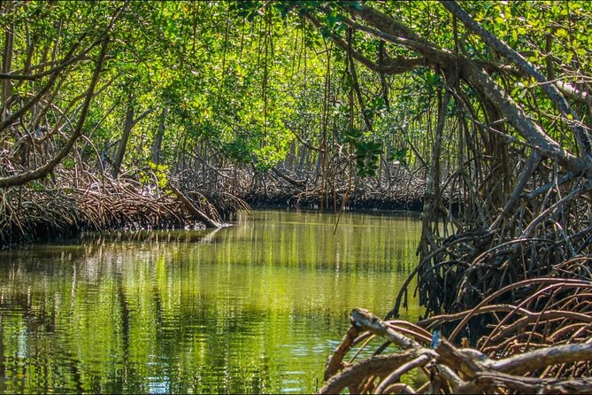 Punta Cana 3in1 Adventure: Los Haitises Park, Waterfall & Montaña - Included meal and drinks: Dominican buffet lunch plus simple hydration