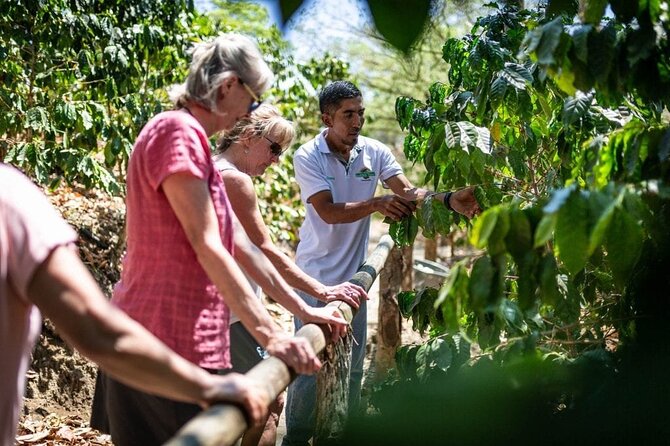 Punta Cana: Cultural half-day tours in the Dominican Republic - Price and Value: Is $85 Worth It?