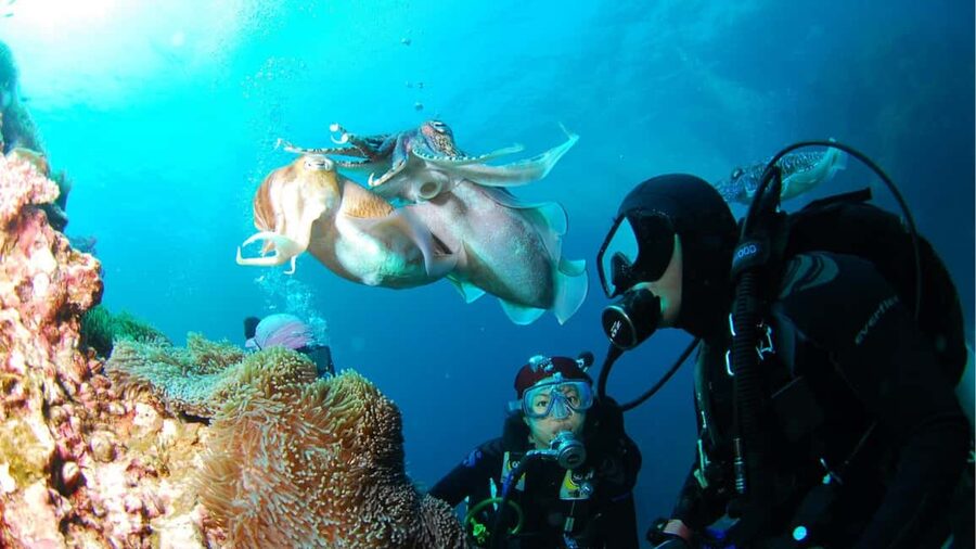 Punta Cana: Dive the Coral Paradise of Catalina Island - El Muro wall: the deeper site where certification matters