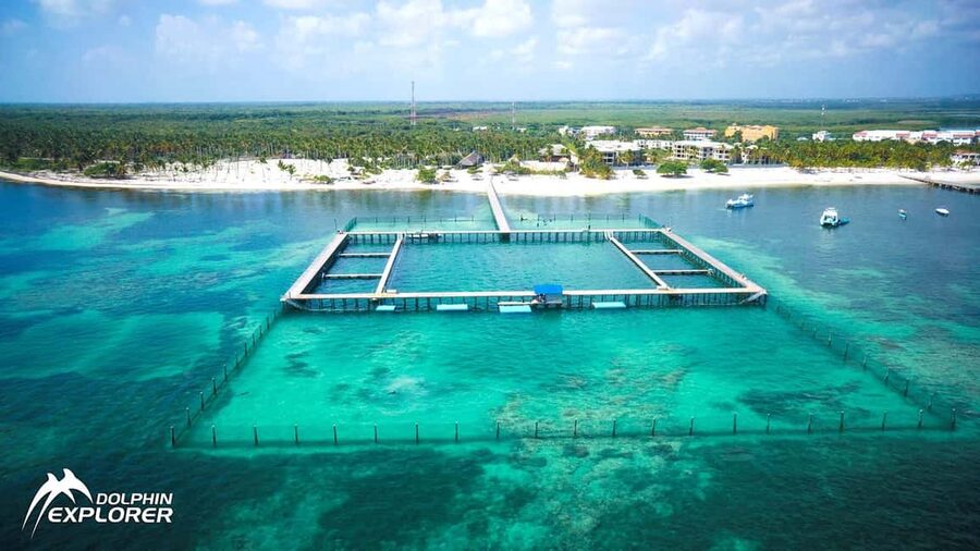 Punta Cana Dolphin Adventure: 40-Minute Interaction - Inside the Water: Hugs, Dolphin Kisses, and Trainer Guidance
