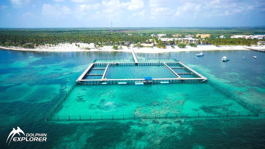 Punta Cana Dolphin Adventure: 40-Minute Interaction - Practical Tips for a Smoother Dolphin Day