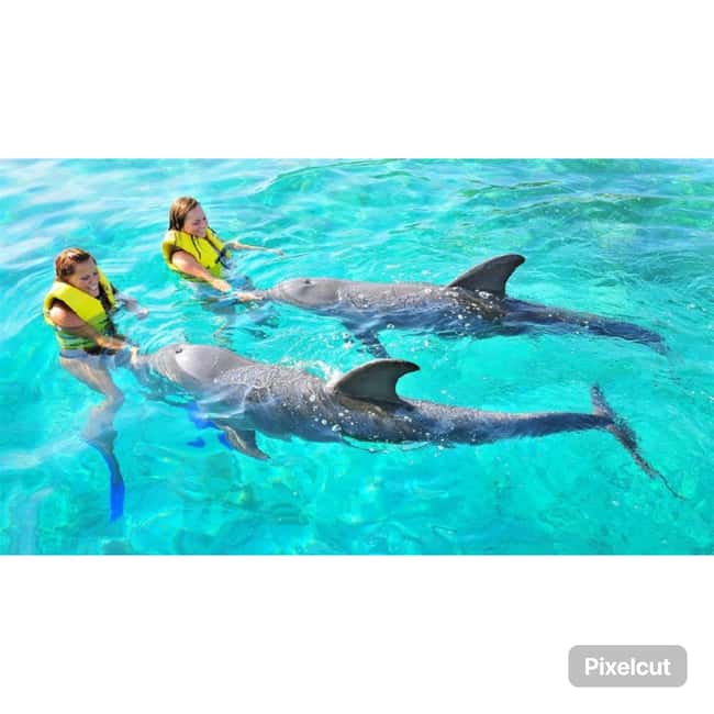 Punta Cana: Dolphin Explorer Park Entry, Swim, or Encounter - Sea lion and bird shows, plus Pirate Island time