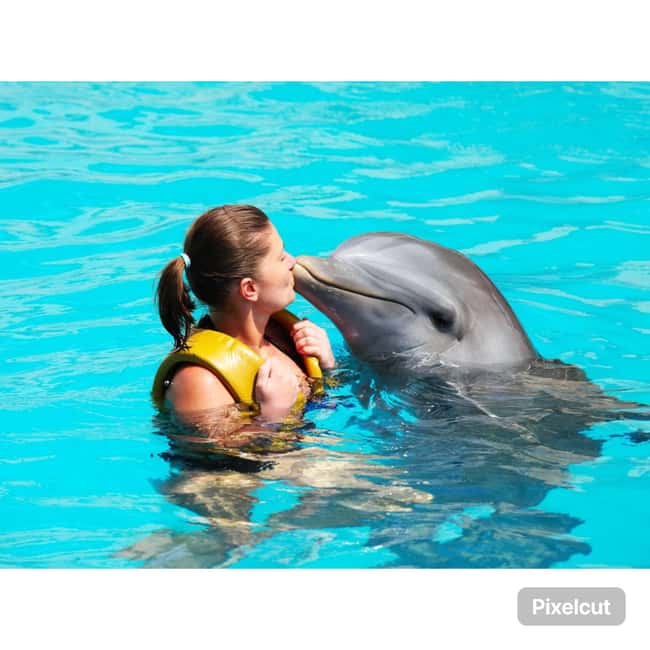 Punta Cana: Dolphin Explorer Park Entry, Swim, or Encounter - Timing and pickup in Punta Cana, where things can get messy