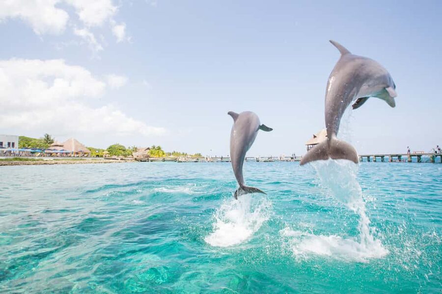 Punta Cana: Dolphin Explorer Swims and Interactions - Who This Dolphin Swim Is For, and Who Should Skip It