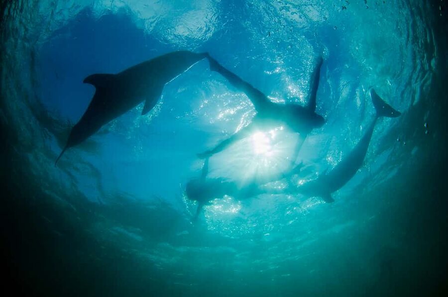 Punta Cana: Dolphin Explorer Swims and Interactions - Conservation Lessons: Dolphin Biology and Habitat Help