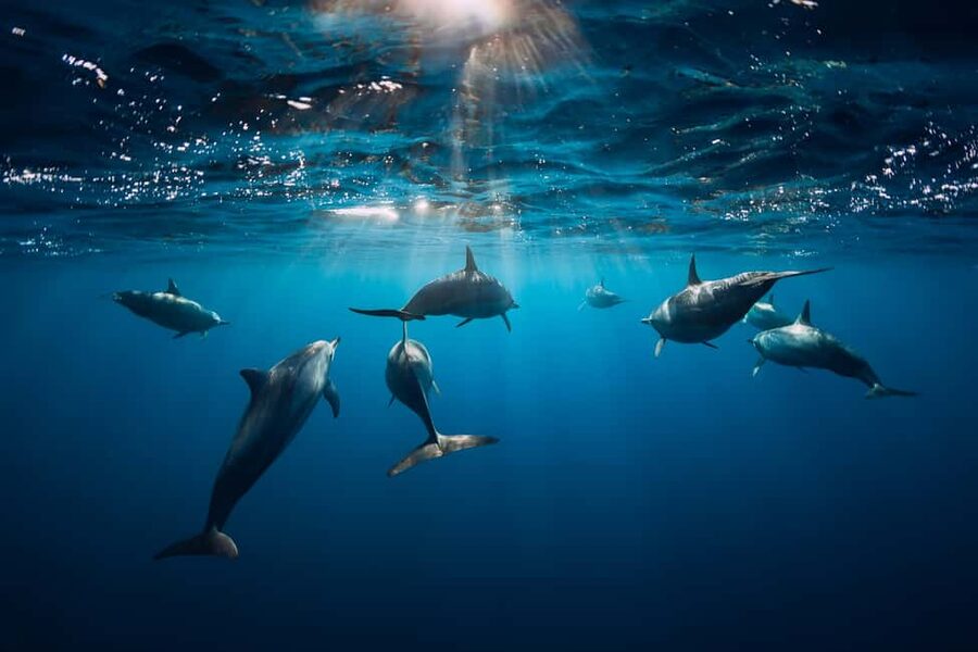 Punta Cana: Dolphin Explorer Swims and Interactions - Photo Rules and the Real Cost of Memories