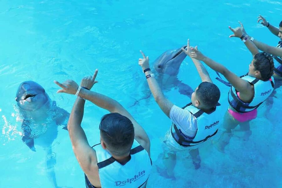 Punta Cana: Dolphin Interaction Experience & Hotel Transfers - Value for Money, Is It Worth $140 Per Person?