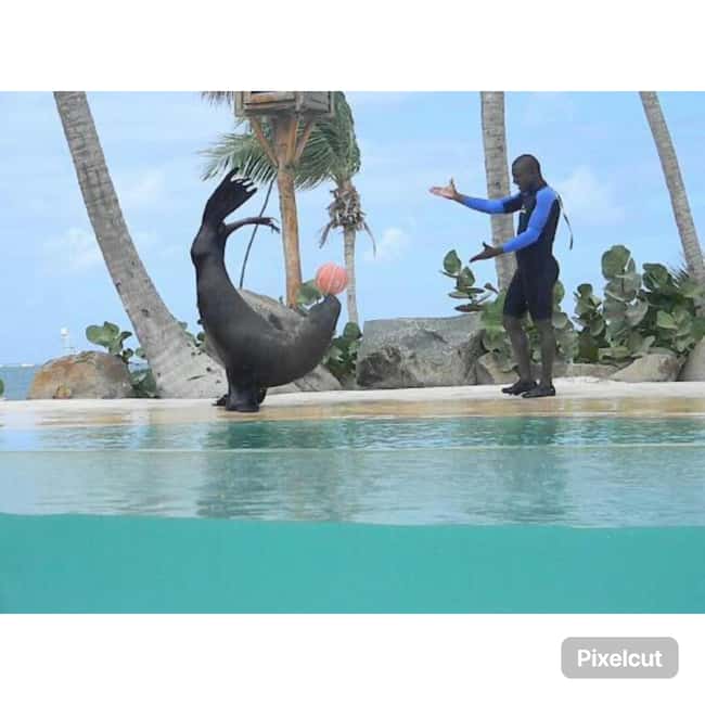 Punta Cana: Dolphin Park Entry and Swim with Dolphins - Language, Group Comfort, and What You Should Bring