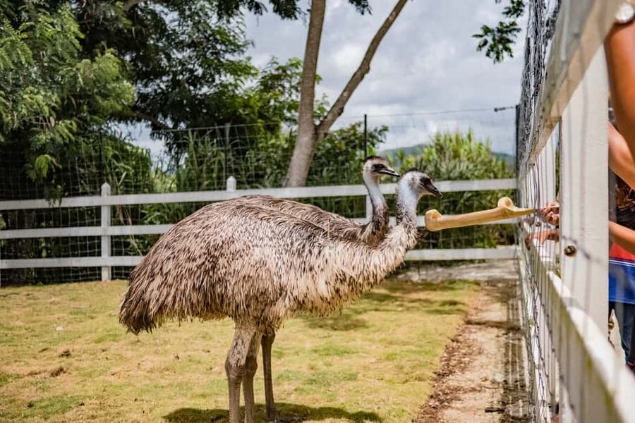 Punta Cana: Eco Park Safari Adventure - Key highlights you will feel from the start