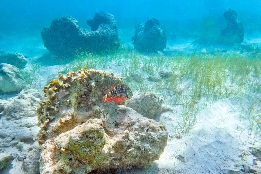 Punta Cana: Full Day Boat Trip to Catalina Island with Lunch - Key takeaways before you go