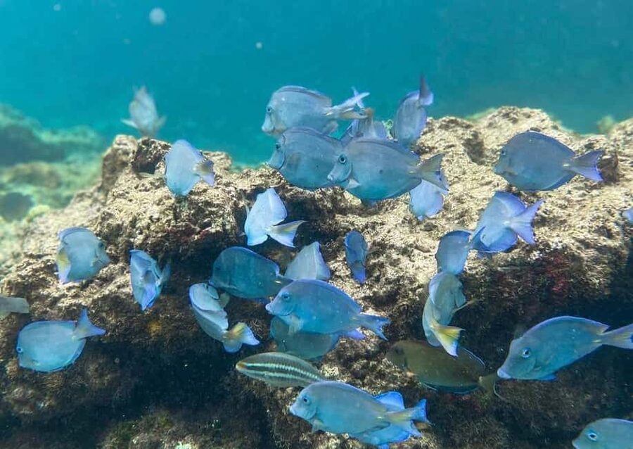 Punta Cana: Full-day Snorkelling Tour in Catalina Island - Punta Cana to Catalina Island: The Real Reason This Day Feels Worth It