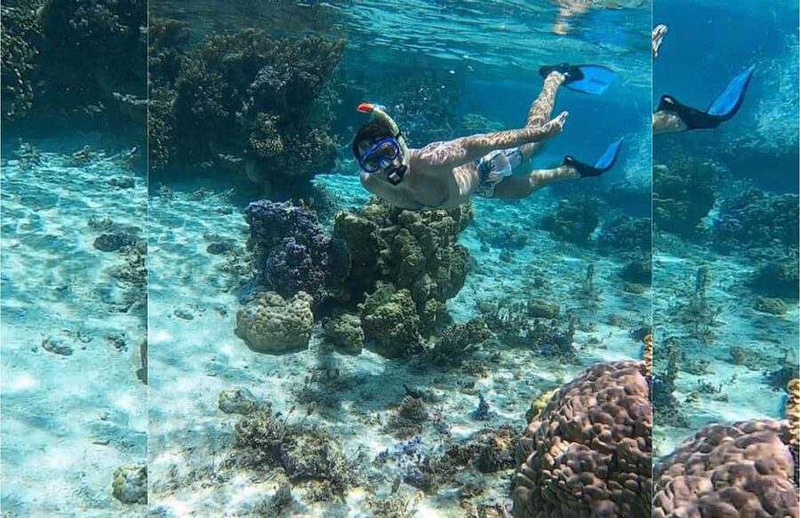 Punta Cana: Full-day Snorkelling Tour in Catalina Island - The Coral Reef Snorkeling Stop: What You’re Going to See