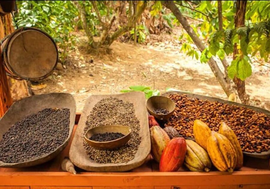 Punta Cana: Half-Day Buggy Tour with PickUp & Macao Beach - The Private Trail, Farmland, Cattle, and Jungle Views
