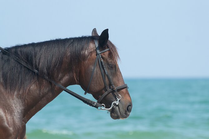 Punta Cana Horseback Riding Adventure - The Private Beach Stop, Swimming, and a Horse Run If You Can