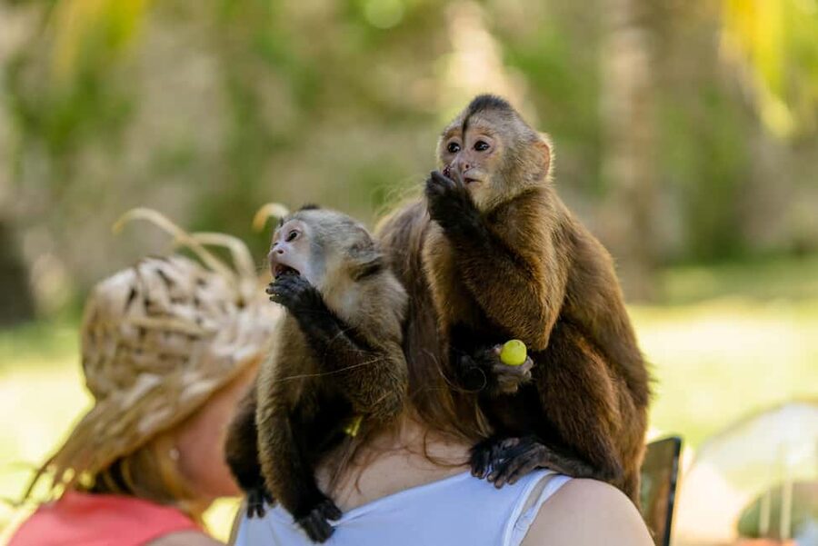 Punta Cana: Interactive Experience at Monkey House - Baby Bottle-Feeding: A Short Moment That Gets Everyone’s Attention