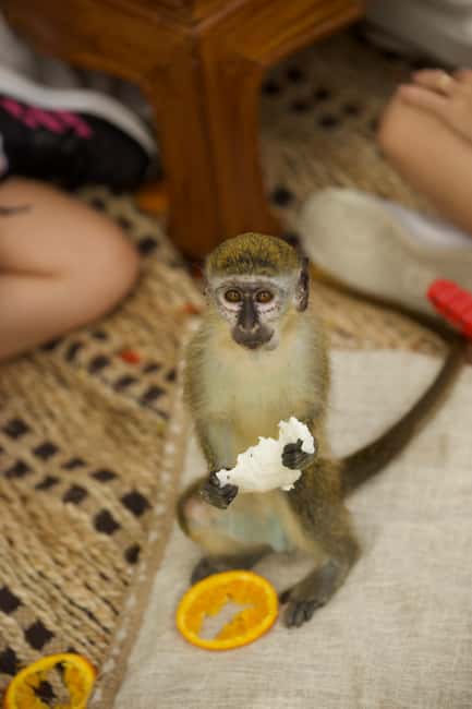 Punta Cana: Interactive Experience at Monkey House - Picnic Shelter Time: More Photos, Different Lighting, Parrot Bonus