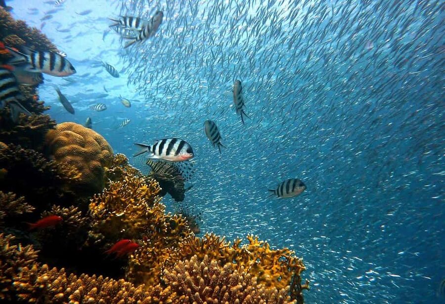 Punta Cana: Island escape to catalina • snorkeling & lunch - Key things I’d book this for