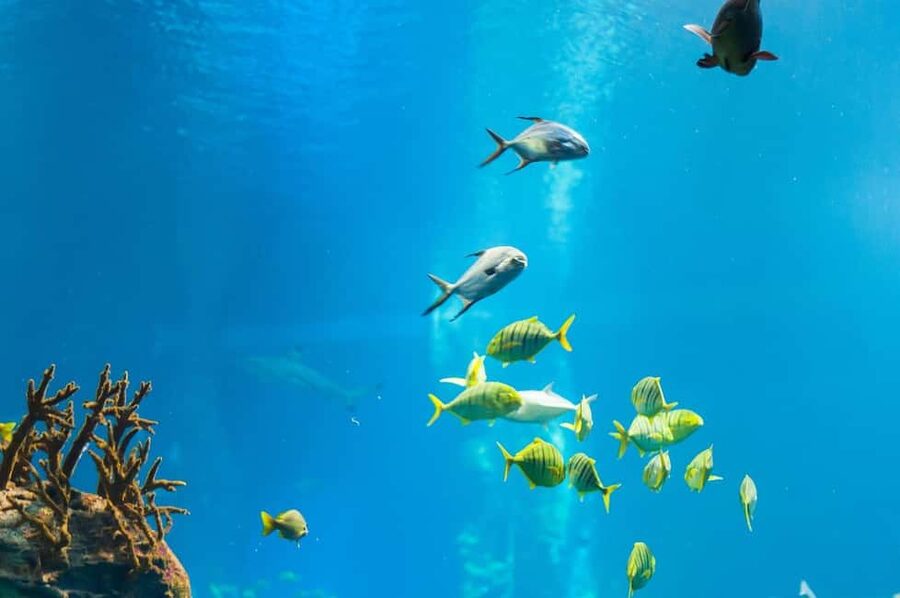 Punta Cana: Island escape to catalina • snorkeling & lunch - Snorkeling at The Aquarium coral reef, 3 to 6 meters down