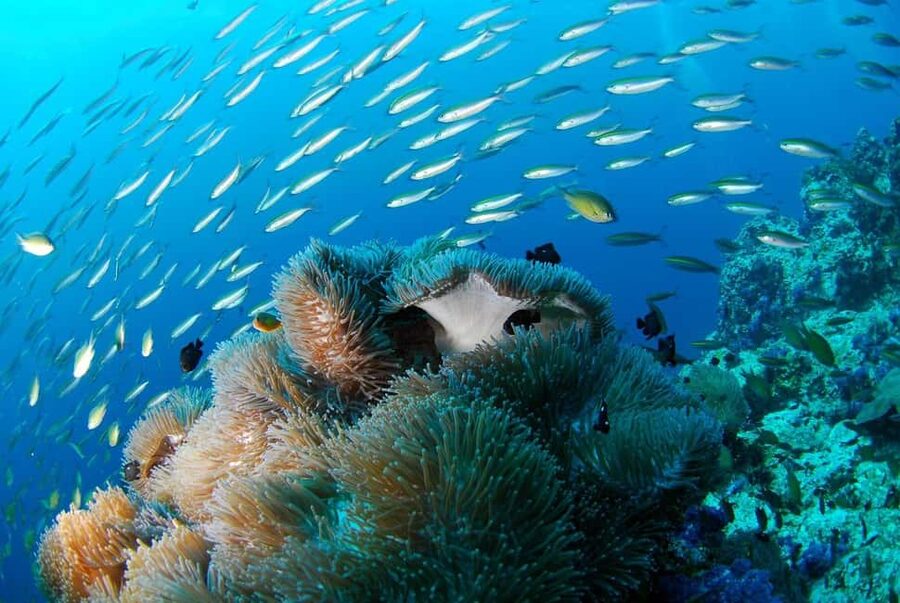 Punta Cana: Island escape to catalina • snorkeling & lunch - Pickup and coach logistics from Punta Cana to Catalina