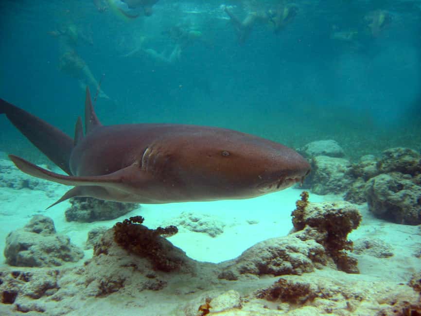 Punta Cana: Marinarium Snorkeling Cruise - From pickup to catamaran: how the day actually moves