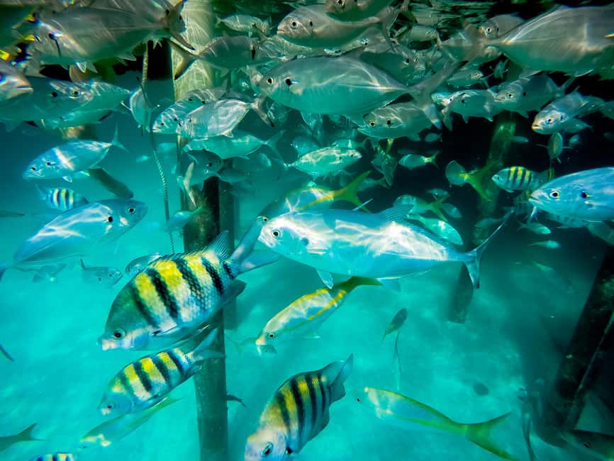 Punta Cana: Marinarium Snorkeling Cruise - The glass-bottom and reef viewing: why this is more than a novelty