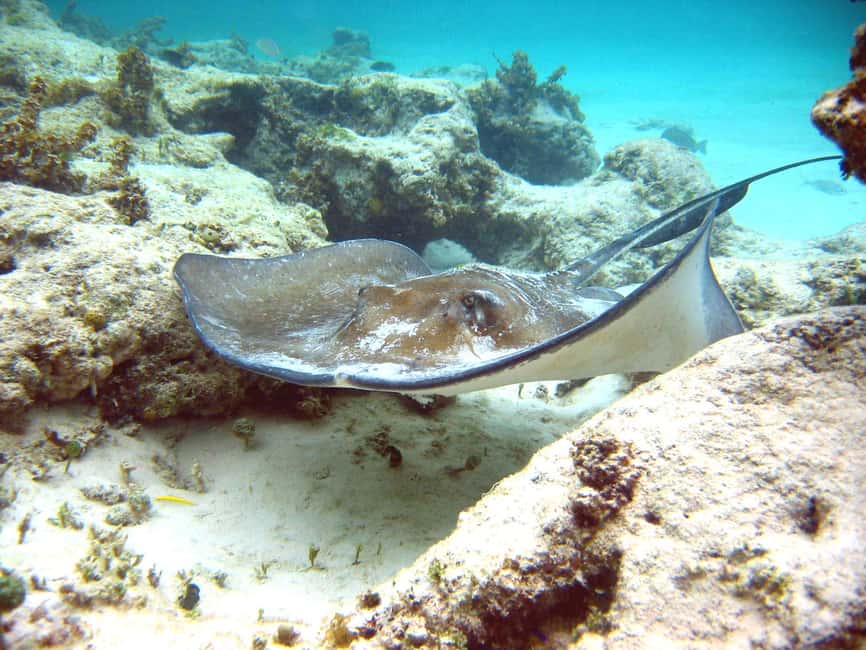 Punta Cana: Marinarium Snorkeling Cruise - What to bring so the day feels smooth