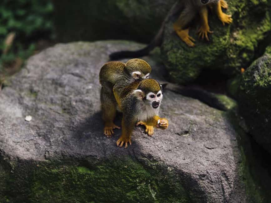 Punta Cana: Monkey Adventure by Jhoraji With Hotel Pick-Up - Key highlights