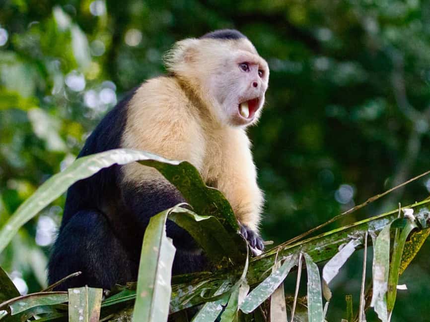 Punta Cana: Monkey Adventure by Jhoraji With Hotel Pick-Up - How the Punta Cana Monkey Adventure Runs, from Pickup to Handmade Shop