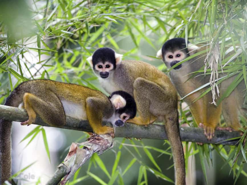 Punta Cana: Monkey Adventure by Jhoraji With Hotel Pick-Up - Bottle Feeding and Monkey Games, What Feels Most Memorable