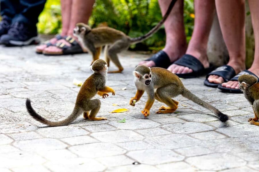 Punta Cana: Monkey Land Half-Day Safari and Plantation - Coffee and Cacao on a Dominican Plantation You Can Actually Taste