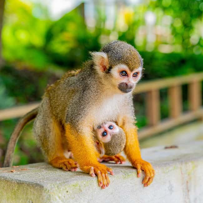 Punta Cana: Monkey Land Half-Day Safari and Plantation - Who This Tour Fits Best, and Who Should Skip It