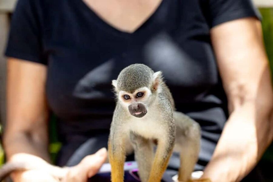 Punta Cana: Monkey Sanctuary Half-Day Tour - From Punta Cana to Bonao: the ride and mountain views you actually get