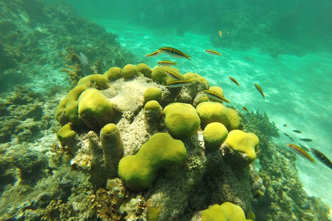 Punta Cana Private Cruise up to 10 people - Snorkeling With a Coral Nursery and a Built-In Fish-Friendly Design