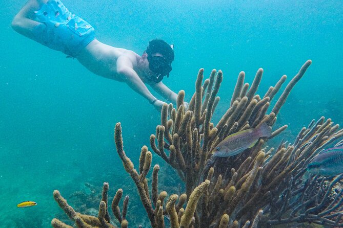 Punta Cana Private Cruise Up To 10 Snorkeling & Seafood lunch - Floating kitchen grilled lunch: what the premium menu means on a boat
