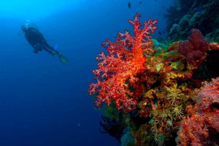 Punta Cana: Reef Diving Adventure Explore Underwater Wonders - The 5-Hour Flow With Hotel Pickup: How Your Day Fits Together
