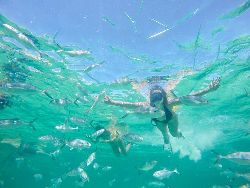 Punta Cana: Reef Explorer Access w/ Sharks & Stingrays Swim - Should you book the Punta Cana Reef Explorer access with sharks and stingrays?