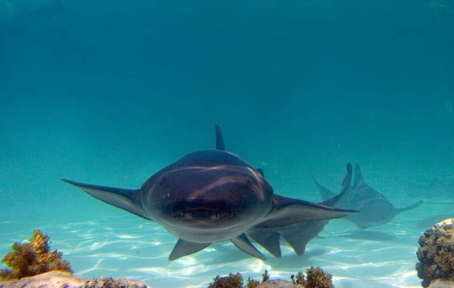 Punta Cana: Reef Explorer Access w/ Sharks & Stingrays Swim - What you actually get in 3.5 hours with transportation