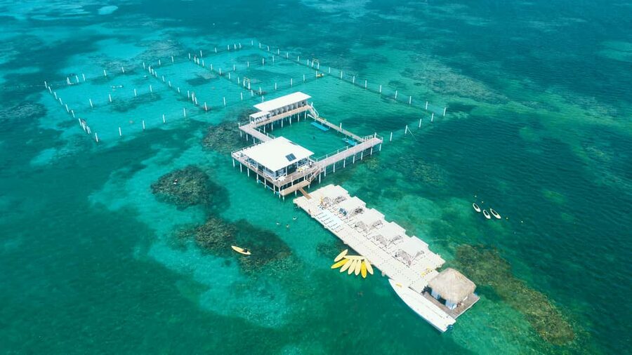 Punta Cana: Reef Explorer Access w/ Sharks & Stingrays Swim - Shark and stingray swim expectations: close-up time with a reality check