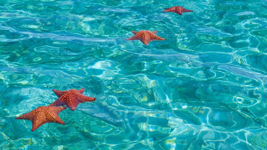 Punta Cana: Saona Island Catamaran Tour with Food & Open Bar - Guides, Energy, and the Group Vibe (Yes, Names Matter)