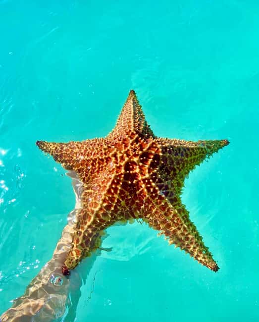 Punta Cana: Saona Island VIP | Private Beach, Open Bar & Lunch - Catamaran Cruise With Music, Entertainment, and an Open Bar