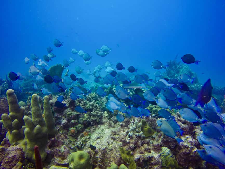Punta Cana: Scuba Diving Adventure to Catalina Island - Hotel pickup to boat: what the flow feels like